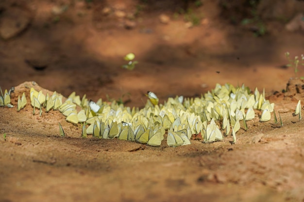 Papillons debout sur le sol