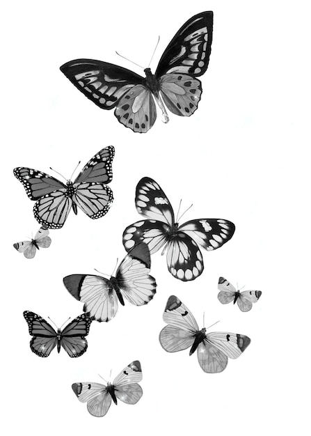 Des papillons en échelle de gris, des autocollants png, des insectes, un fond transparent.