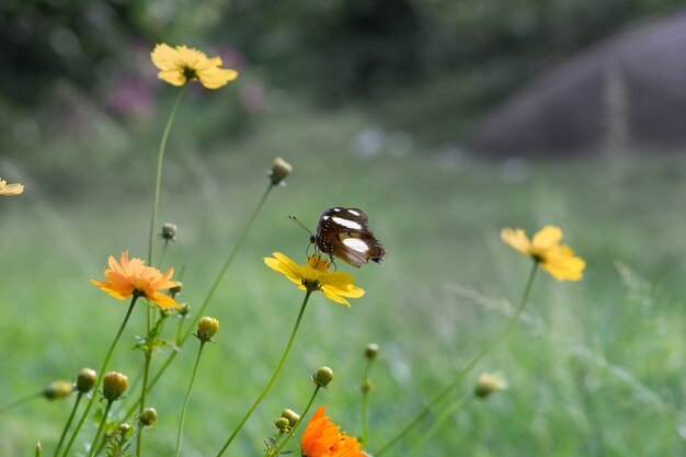 Papillons Eggfly assis sur les fleurs entourées de verdure