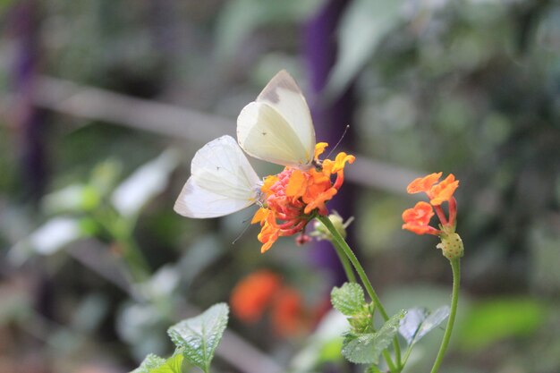 papillons sur une fleur