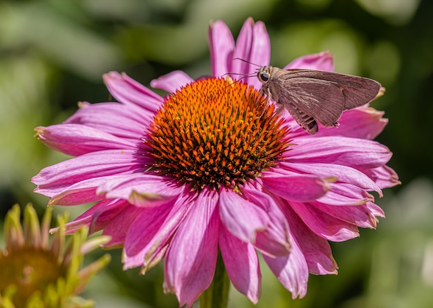 Papillons sur les fleurs et la lumière du soleil