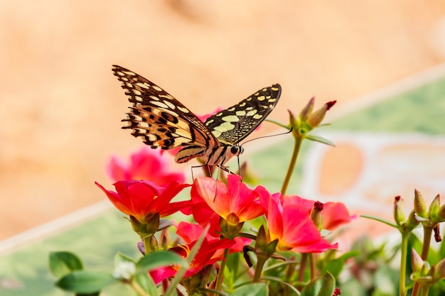 papillons sur les fleurs.