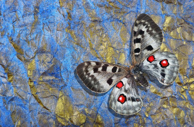 Des papillons sur un fond bleu