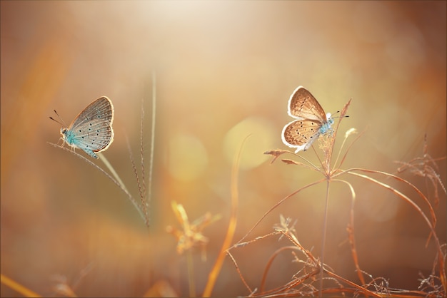 Papillons sur l'herbe