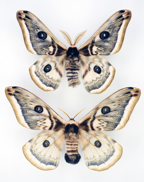 Papillons isolés sur blanc. Papillon de soie Saturnia pyretorum collection macro papillons Saturniidae