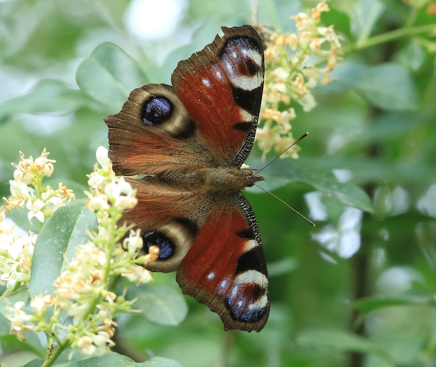 papillons lumineux sur une fleur