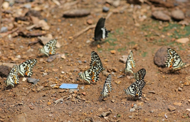 Les papillons mangent les minéraux dans le sol.