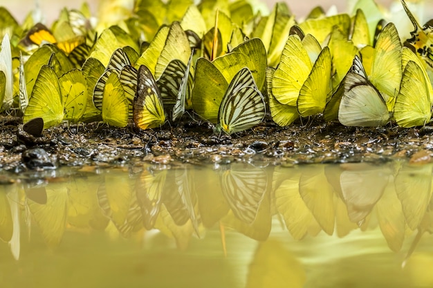 Photo les papillons mangent et volent dans la nature