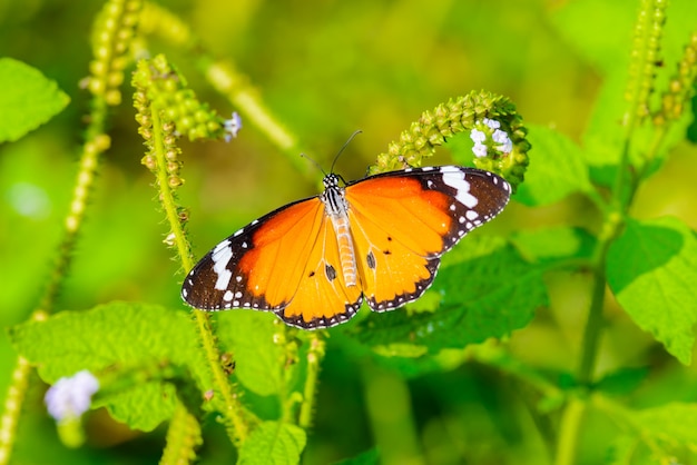 Les papillons mangent