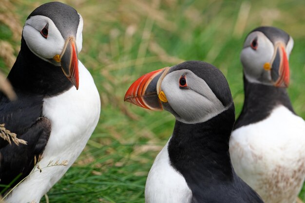 Les papillons de mer dans les mykines