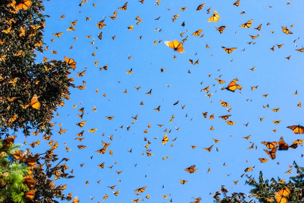 Les papillons monarques Danaus plexippus volent sur le fond du ciel bleu dans un parc El Rosario Réserve de la Biosfera Monarca Angangueo État de Michoacan Mexique