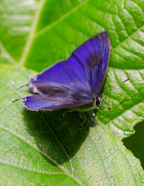 Les papillons multicolores sucent les nutriments du sol par temps ensoleillé