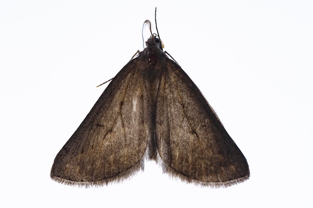 Papillons de nuit avec un fond blanc