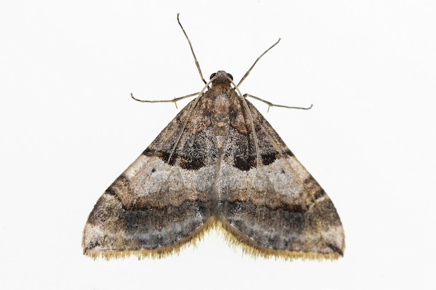 Papillons de nuit avec un fond blanc