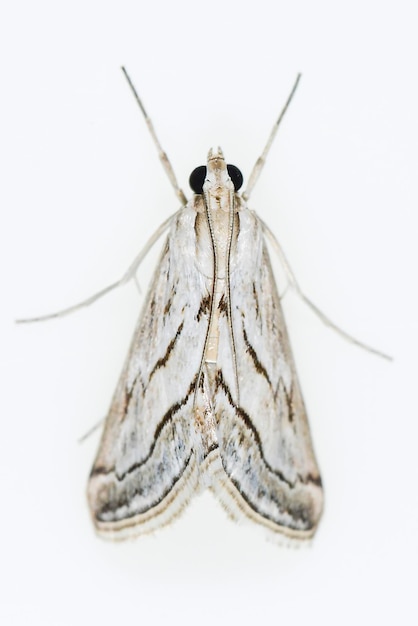 Papillons de nuit avec un fond blanc