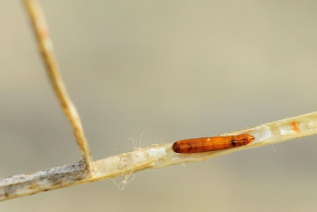 Papillons de nuit ou mites dans leur environnement