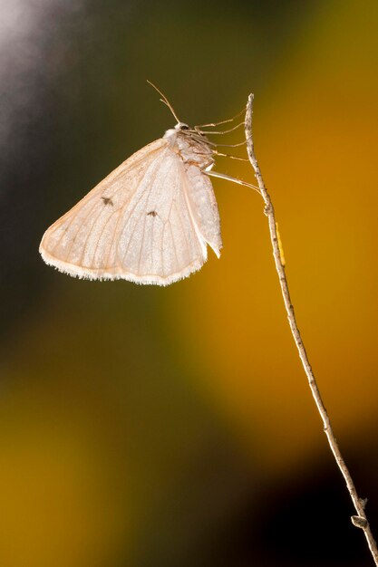 Papillons De Nuit Ou Mites Dans Leur Environnement