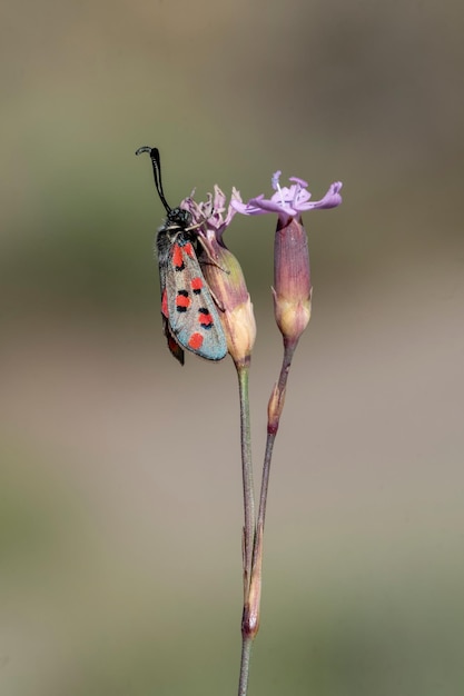 Photo papillons de nuit ou mites dans leur environnement