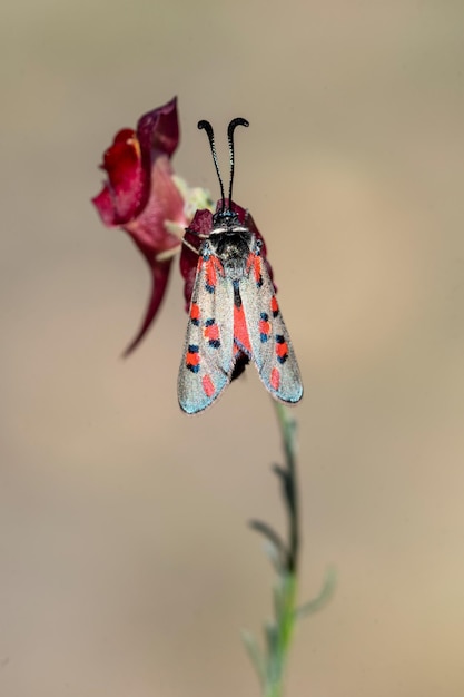 Papillons De Nuit Ou Mites Dans Leur Environnement