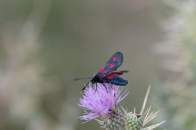 Papillons de nuit ou mites dans leur environnement