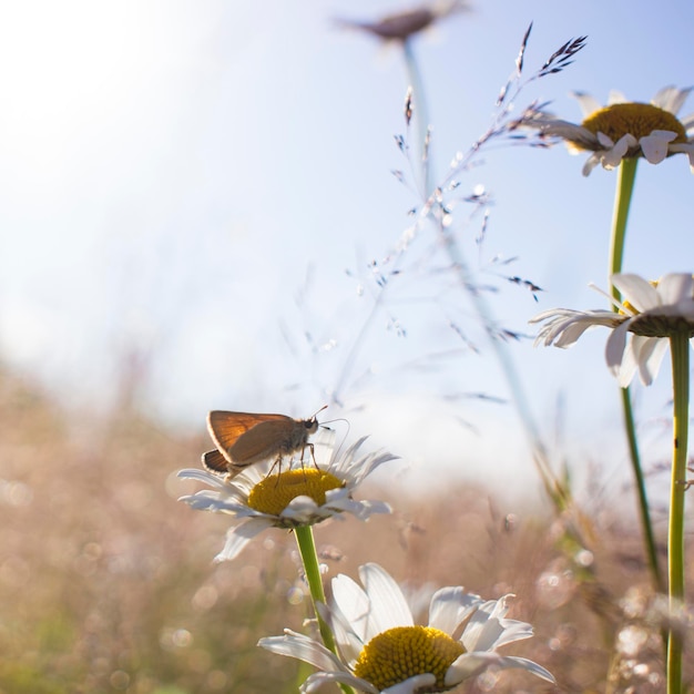 Papillons orange vif sur des fleurs de marguerite