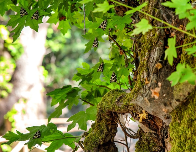 Papillons Panaxia sur une feuille d'arbre dans la vallée de Butterly à l'île de Rhodes en Grèce