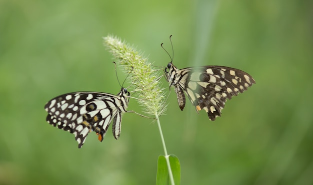 Papillons sur la plante fleurie