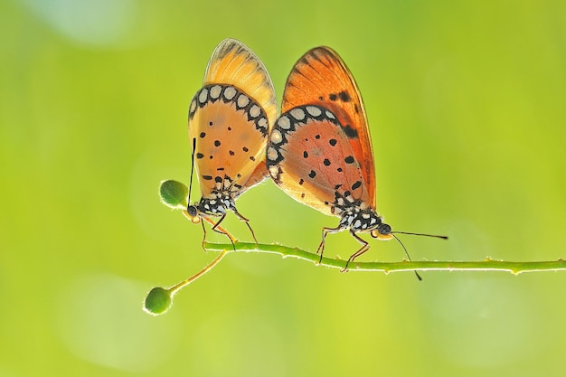 Photo des papillons s'accouplent sur une plante.