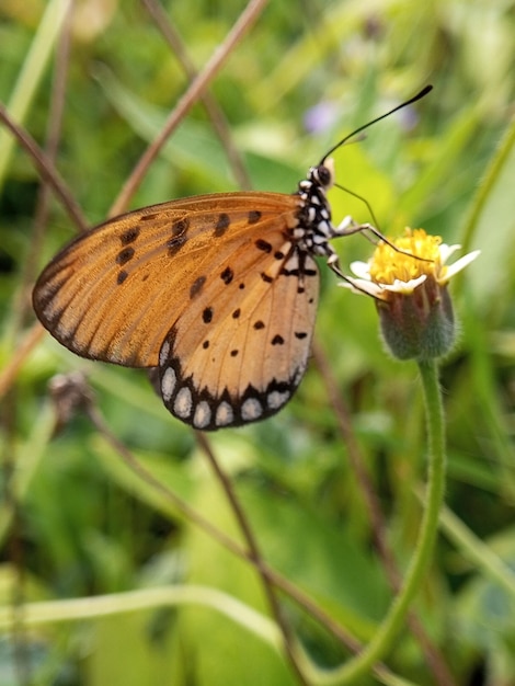 Photo les papillons s'assoient et sucent le nectar des fleurs dans un contexte naturel