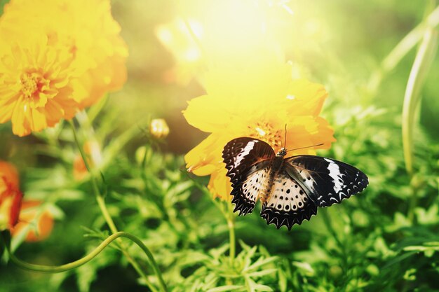 Les papillons sucent le nectar du pollen le matin