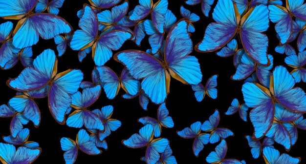Des papillons tropicaux bleus volants sur le noir