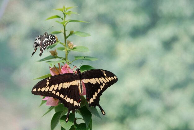 Papillons tropicaux colorés perchés sur des brindilles et des feuilles