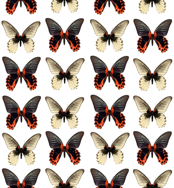 Papillons tropicaux exotiques modèle sans couture papilio, texture inhabituelle noir rouge, fond coloré
