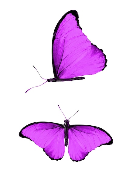 Photo papillons violets isolés sur fond blanc. photo de haute qualité