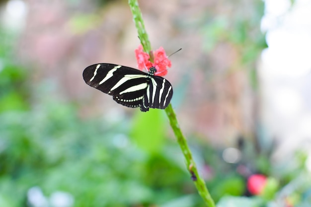 les papillons vivants mangent des fruits dans le parc