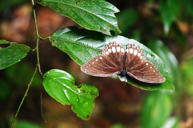 Papillons volant et perchoirs de papillons sur l'arbre de plantes à feuilles dans la jungle de la cascade de Chet Sao Noi et du parc national de la forêt à Saraburi Thaïlande