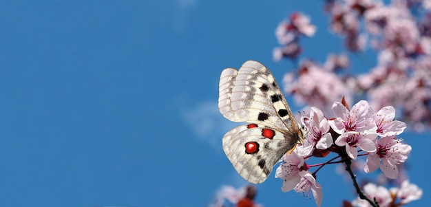 Les papillons volent dans le ciel