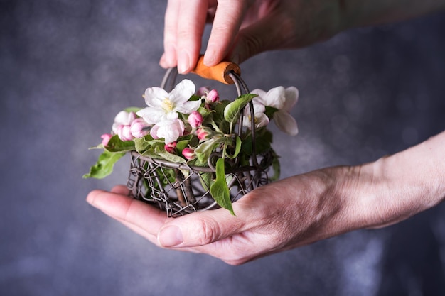 Pâques. Mains tenant un panier avec des branches de pommier en fleurs