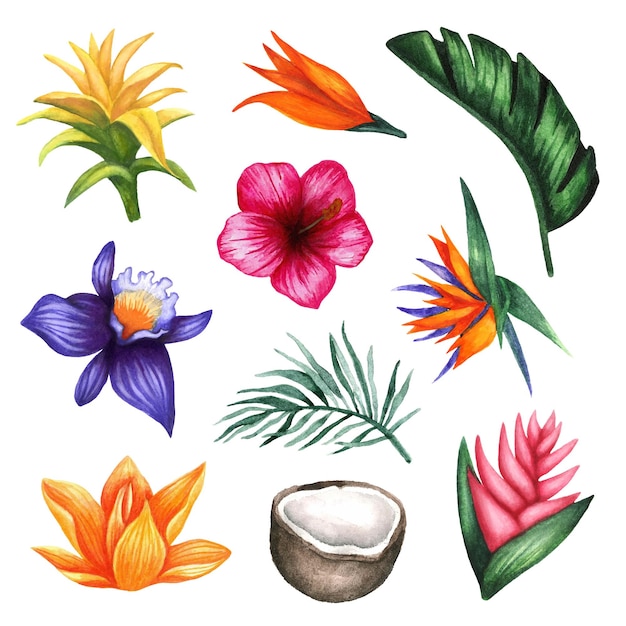 Le paquet tropical 02
