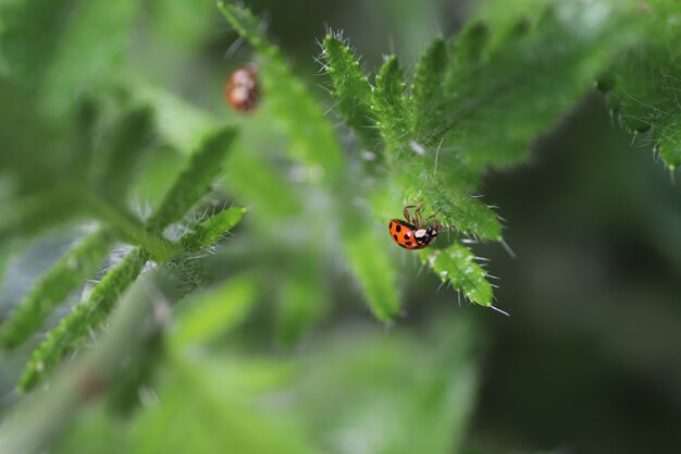 par une journée ensoleillée, une coccinelle rouge marche sur des feuilles vertes duveteuses