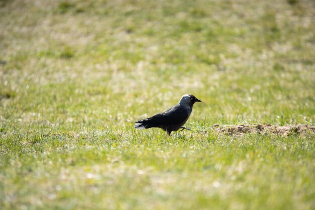 Par une journée ensoleillée, le jackdaw cherche de la nourriture dans l'herbe verte.