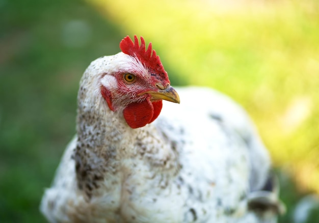 Par une journée ensoleillée, des poulets se nourrissent dans une basse-cour traditionnelle Détail d'une tête de poulet Poulets dans un poulailler Élevage de volailles en plein air