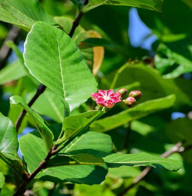 Para Dillenia suffruticosa plante invasive arbuste à feuilles persistantes qui pousse dans les zones humides du Sri Lanka Dillenia feuilles et fruits de près