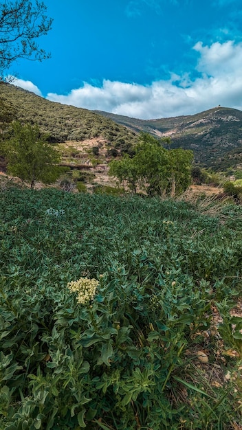 Un paradis naturel au sommet de Pico El Rayo Découvrez une végétation luxuriante et une incroyable variété de fleurs sauvages