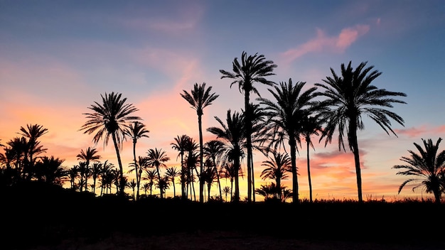 Le paradis de Torrevieja à Lo Ferris