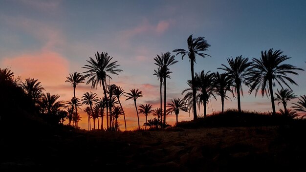 Le paradis de Torrevieja à Lo Ferris