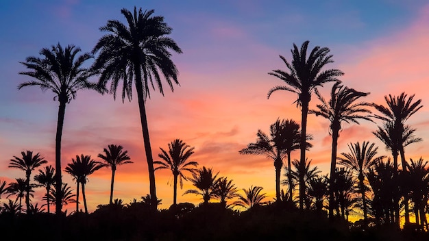 Le paradis de Torrevieja à Lo Ferris