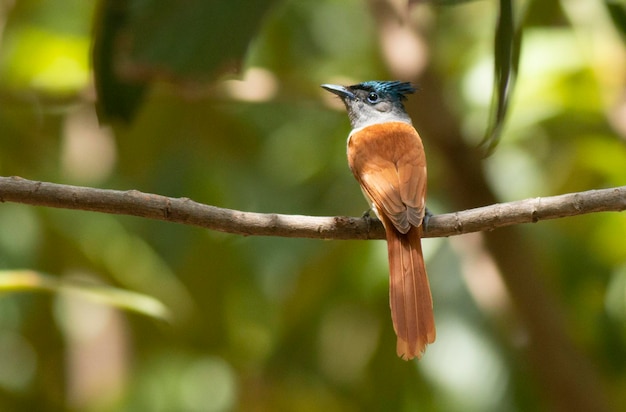 Photo paradise fly catcher oiseau dans la forêt