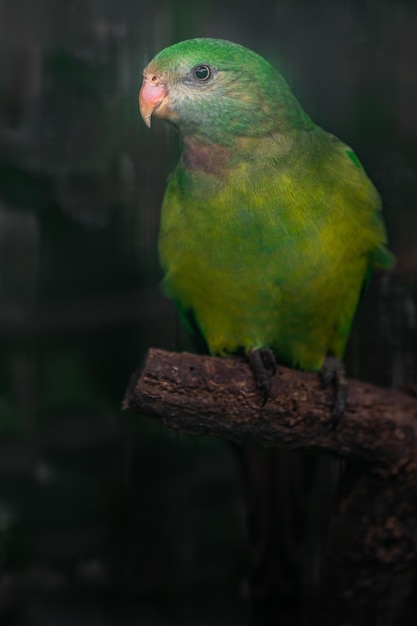 Parakeet moine