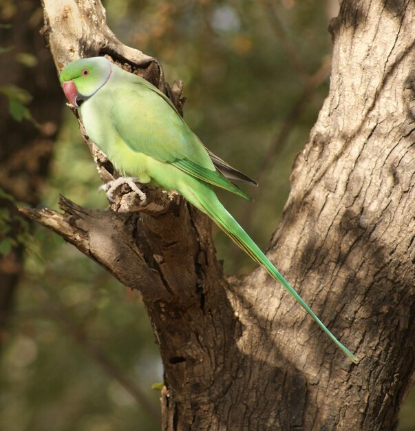 Parakeet à roses